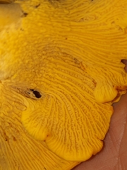 Cantharellus flavus