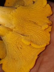 Cantharellus flavus