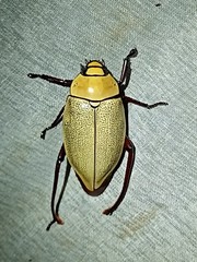 Heterosternus buprestoides