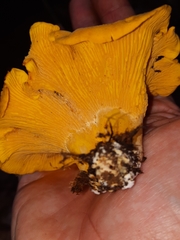 Cantharellus flavus