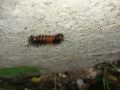 Lepidoptera