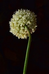 Eriogonum latens