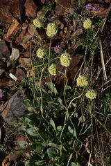 Eriogonum latens