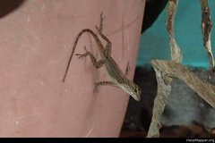 Anolis cristatellus cristatellus