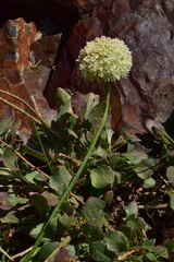 Eriogonum latens