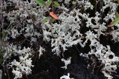 Cladonia caroliniana