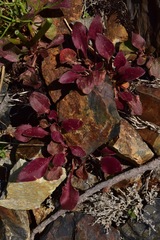 Eriogonum latens