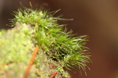 Dicranoloma menziesii