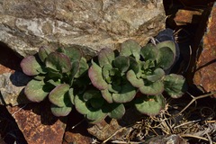 Eriogonum latens