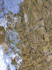 Ranunculus kauffmannii