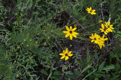 Coreopsis pulchra