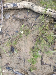 Ranunculus kauffmannii