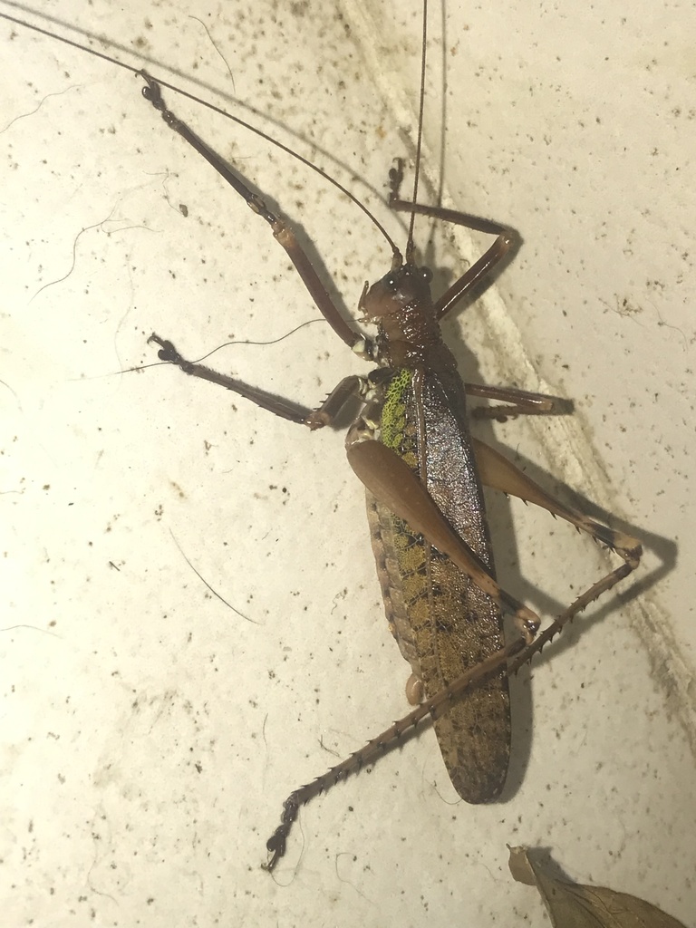 Pristonotus latistylus