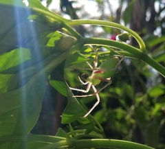 Peucetia