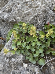 Telesonix heucheriformis