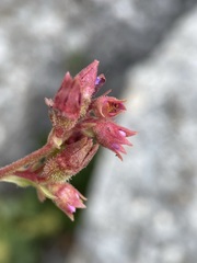 Telesonix heucheriformis