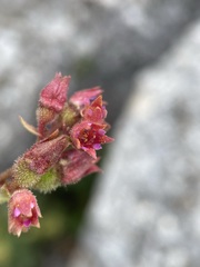 Telesonix heucheriformis