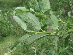 Salix pseudomedemii