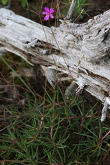 Phemeranthus mengesii