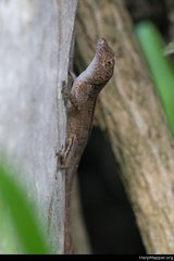 Anolis cristatellus cristatellus