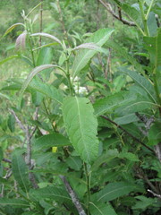 Salix pseudomedemii