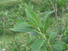 Salix pseudomedemii