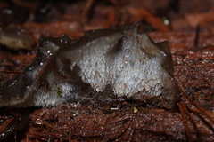 Pseudohydnum orbiculare