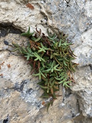 Pellaea glabella