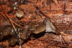 Pseudohydnum orbiculare