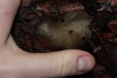 Pseudohydnum orbiculare