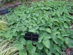 Epimedium perralderianum