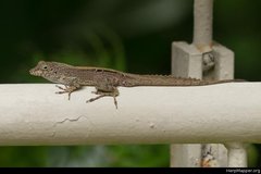 Anolis cristatellus cristatellus