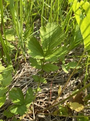 Geum macrophyllum perincisum