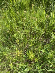 Geum macrophyllum perincisum