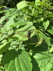 Brechmorhoga praecox
