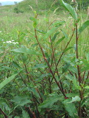 Salix kazbekensis