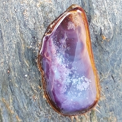 Modiolus barbatus