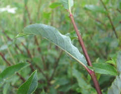 Salix kazbekensis