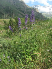 Asyneuma campanuloides