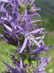 Asyneuma campanuloides