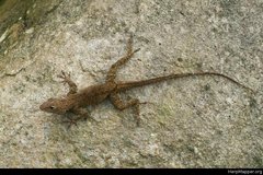 Anolis cristatellus cristatellus