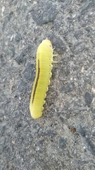 Cimbex femoratus