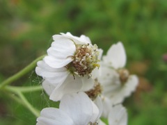 Achillea ptarmicifolia