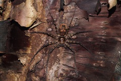 Heteropoda procera