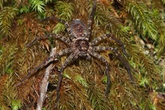 Heteropoda procera