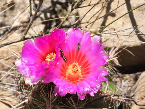 Glory of Texas (Thelocactus bicolor)