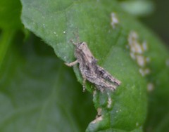 Paraidemona