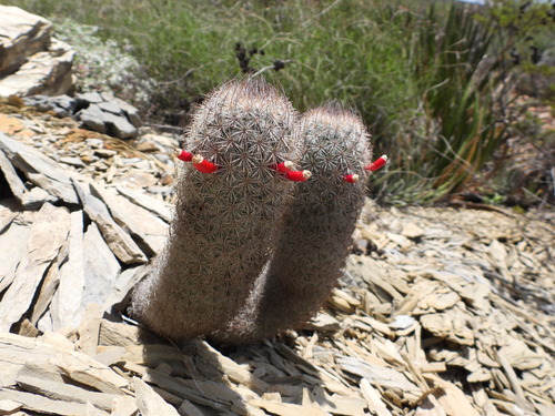 Mammillaria pottsii