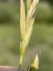 Bromus marginatus