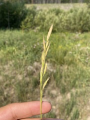 Bromus marginatus